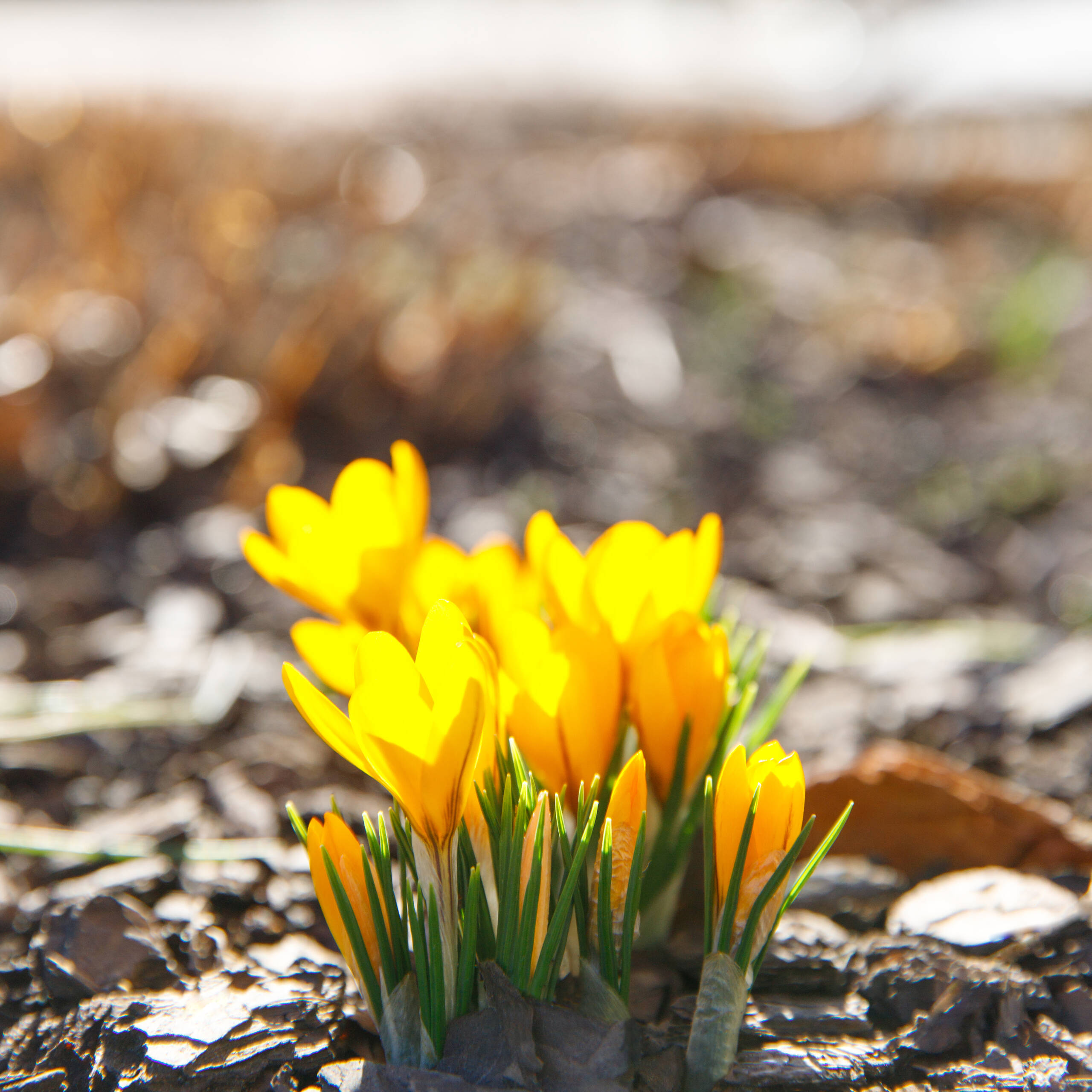 closeup of yellow crocus blooming on field soft f 2026 01 08 06 31 51 utc scaled