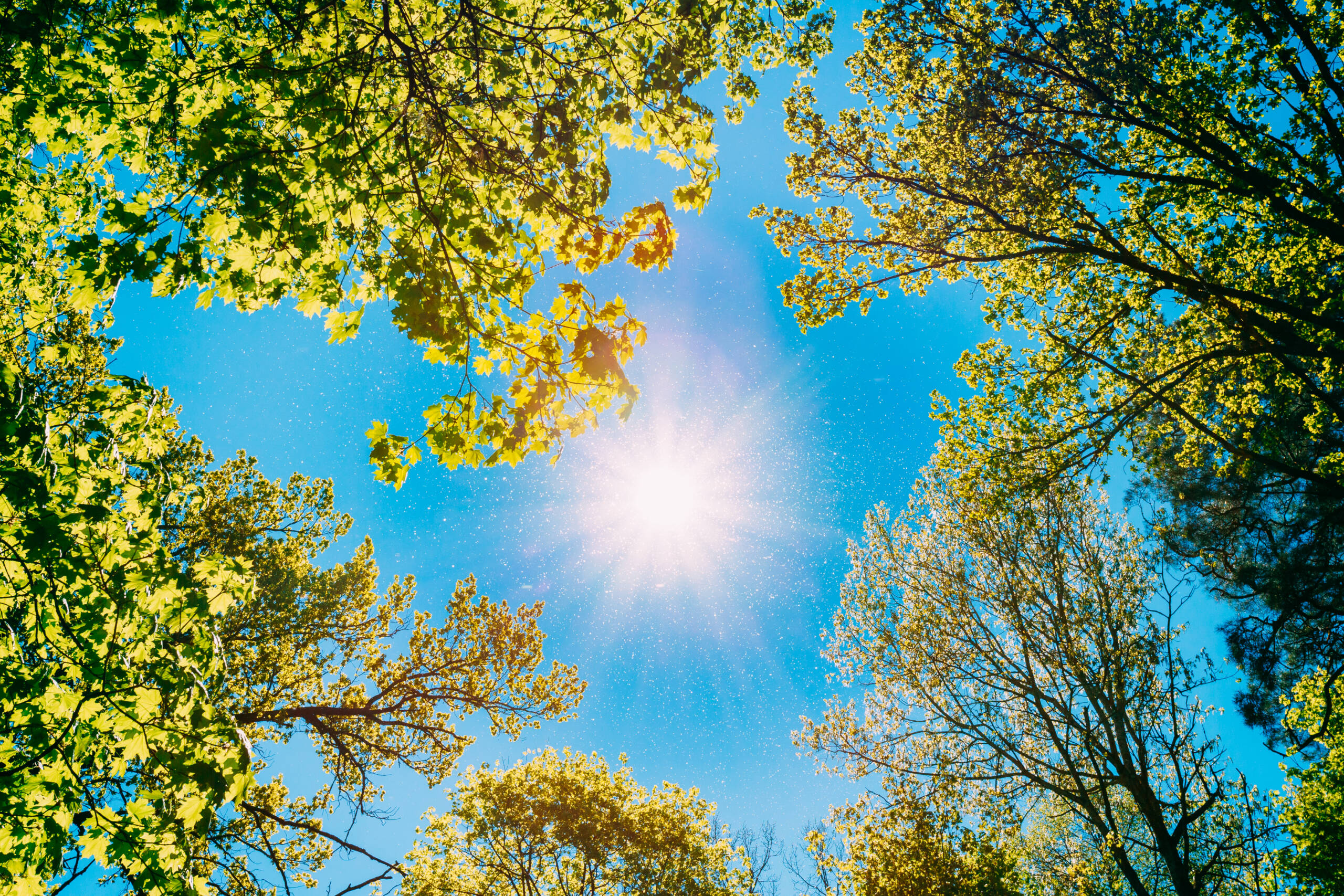 Sonnenlicht scheint durch grüne Baumkronen in den blauen Himmel und spendet natürlichen Schatten an einem heißen Sommertag