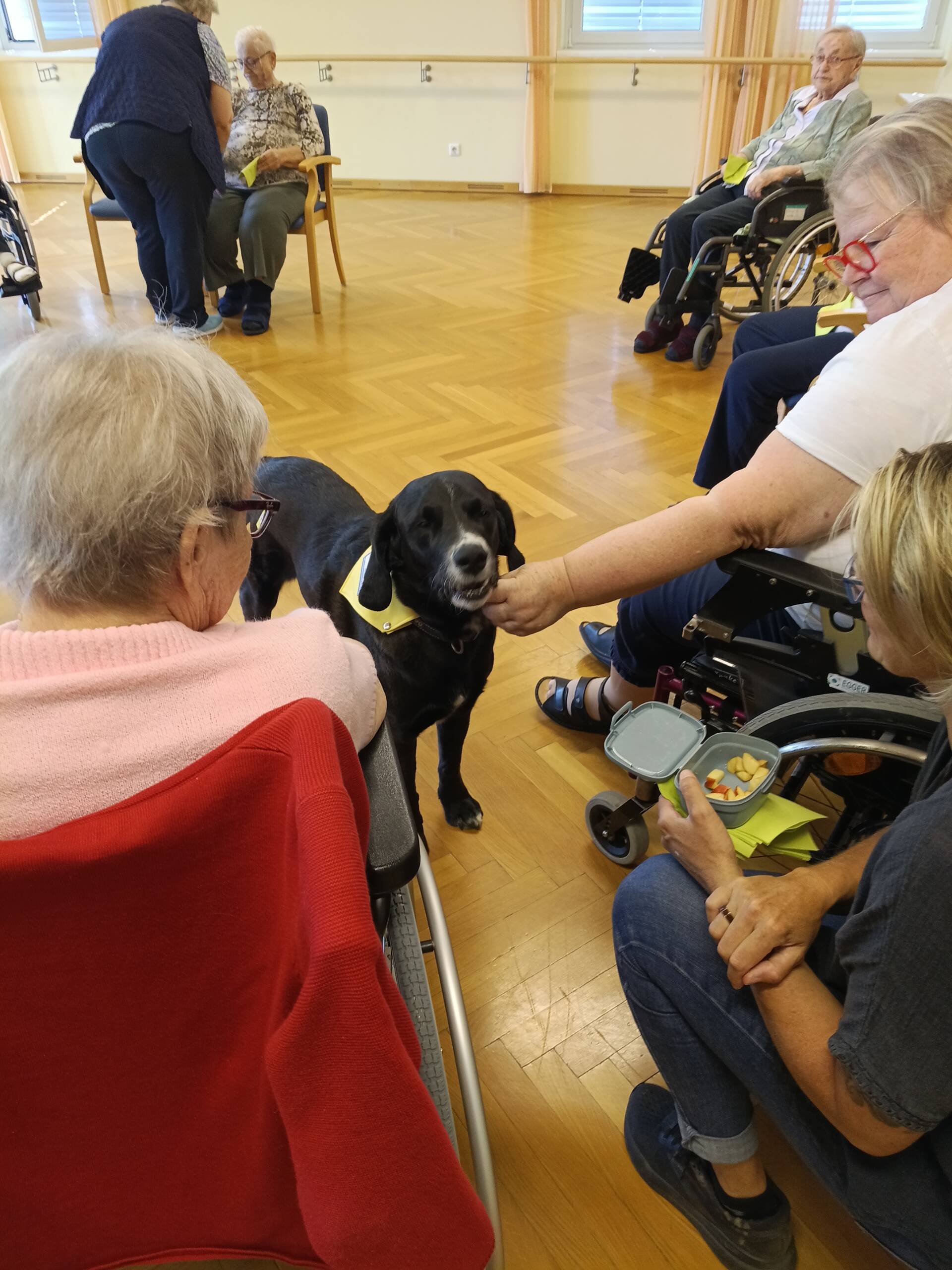 Eine Bewohnerin streichelt Therapiehund Buddy, während weitere Bewohnerinnen den Besuch aufmerksam verfolgen.